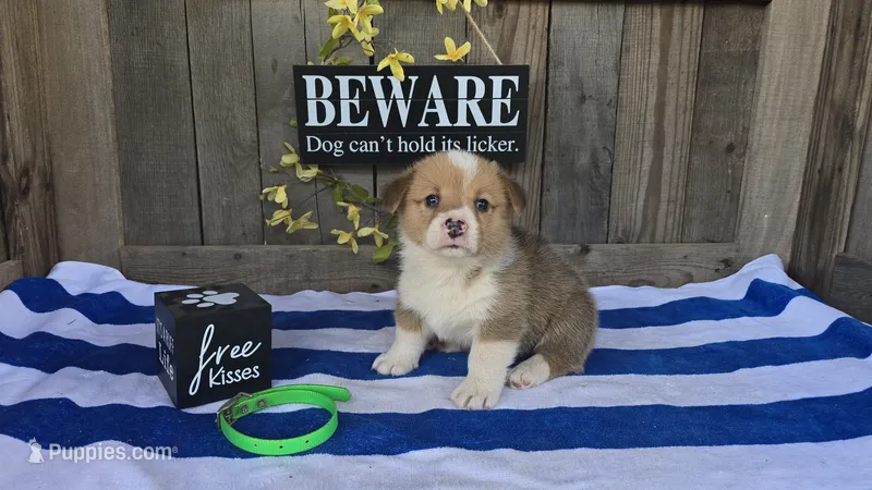 Max – Pembroke Welsh Corgi puppy for sale in Union Grove, NC
