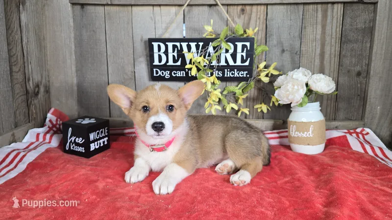 Marlie – Pembroke Welsh Corgi puppy for sale in Union Grove, NC