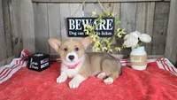 Marlie, a female Pembroke Welsh Corgi for sale in Union Grove, NC – 1 of 4