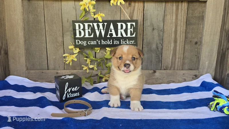 Mia – Pembroke Welsh Corgi puppy for sale in Union Grove, NC