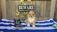 Mia, a female Pembroke Welsh Corgi for sale in Union Grove, NC – 1 of 3