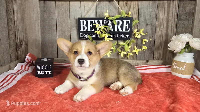 Macy – Pembroke Welsh Corgi puppy for sale in Union Grove, NC