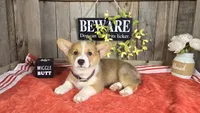 Macy, a female Pembroke Welsh Corgi for sale in Union Grove, NC – 1 of 4