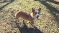 Mason, a male Pembroke Welsh Corgi for sale in Union Grove, NC – 3 of 3