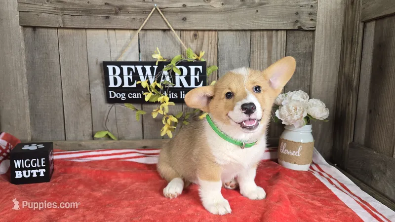 Max – Pembroke Welsh Corgi puppy for sale in Union Grove, NC