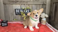 Max, a male Pembroke Welsh Corgi for sale in Union Grove, NC – 1 of 4