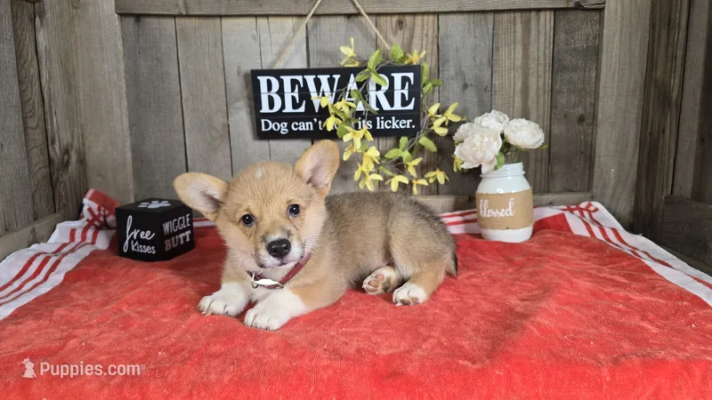 Mason – Pembroke Welsh Corgi puppy for sale in Union Grove, NC