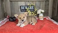 Mason, a male Pembroke Welsh Corgi for sale in Union Grove, NC – 1 of 4
