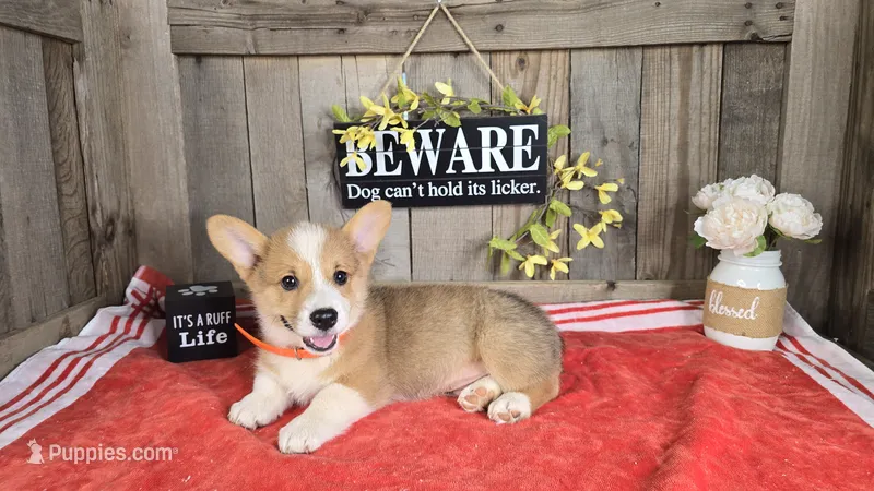 Maverick – Pembroke Welsh Corgi puppy for sale in Union Grove, NC
