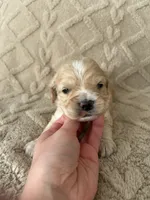 Harvest, a male Cockapoo for sale in Livingston, LA – 3 of 3