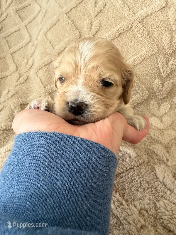 Harvest – Cockapoo puppy for sale in Livingston, LA