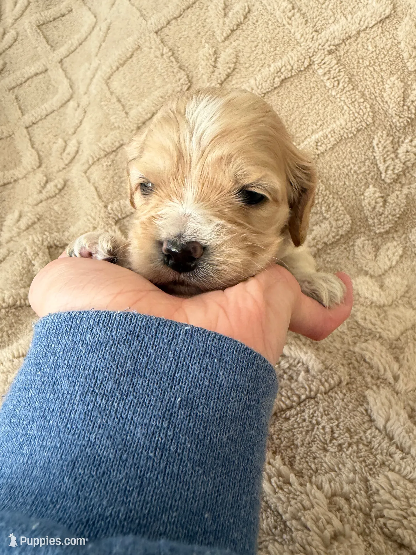Harvest, a male Cockapoo for sale in Livingston, LA – 1 of 3