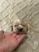 Harvest, a male Cockapoo for sale in Livingston, LA – 2 of 3