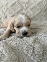 Oakley, a male Cockapoo for sale in Livingston, LA – 3 of 3