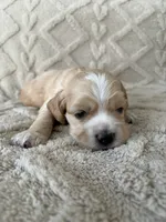 Oakley, a male Cockapoo for sale in Livingston, LA – 2 of 3