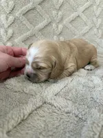 Oakley, a male Cockapoo for sale in Livingston, LA – 1 of 3