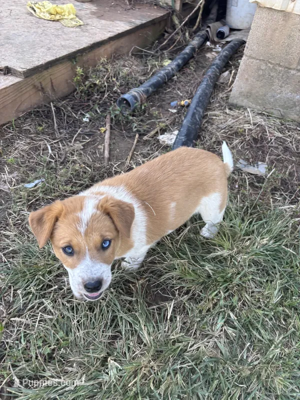Buttons – Australian Shepherd puppy for sale in Auburn, KY