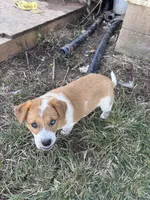 Buttons, a female Australian Shepherd for sale in Auburn, KY – 1 of 1