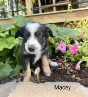 Macey, a female Australian Shepherd and Border Collie for sale in Guthrie, KY – 1 of 1