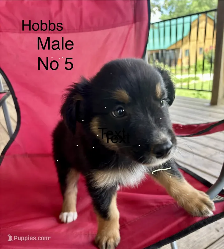 Hobbs – Australian Shepherd, Border Collie puppy for sale in Guthrie, KY
