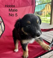 Hobbs, a male Australian Shepherd and Border Collie for sale in Guthrie, KY – 1 of 1