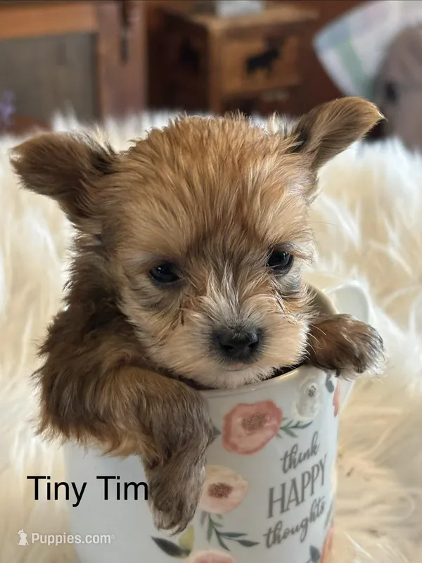 Tiny