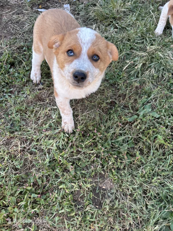 Roy – Australian Shepherd puppy for sale in Auburn, KY