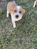 Roy, a male Australian Shepherd for sale in Auburn, KY – 1 of 2