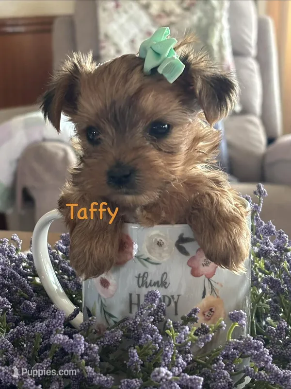 Taffy