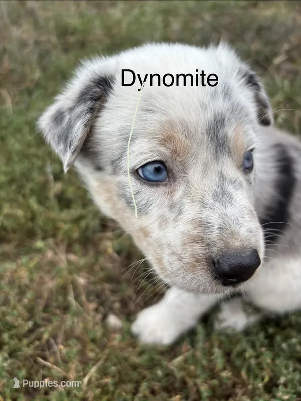 Dynamite  – Australian Shepherd puppy for sale in Auburn, KY