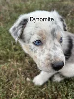 Dynamite , a male Australian Shepherd for sale in Auburn, KY – 1 of 1