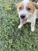 Roy, a male Australian Shepherd for sale in Auburn, KY – 2 of 2