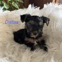 Dallas, a male Yorkshire Terrier for sale in Guthrie, KY – 1 of 1