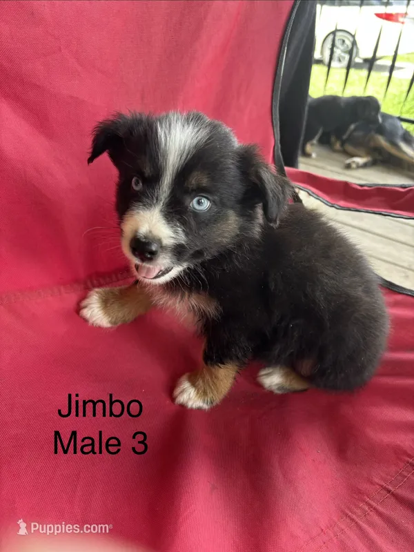 Jimbo – Australian Shepherd, Border Collie puppy for sale in Guthrie, KY