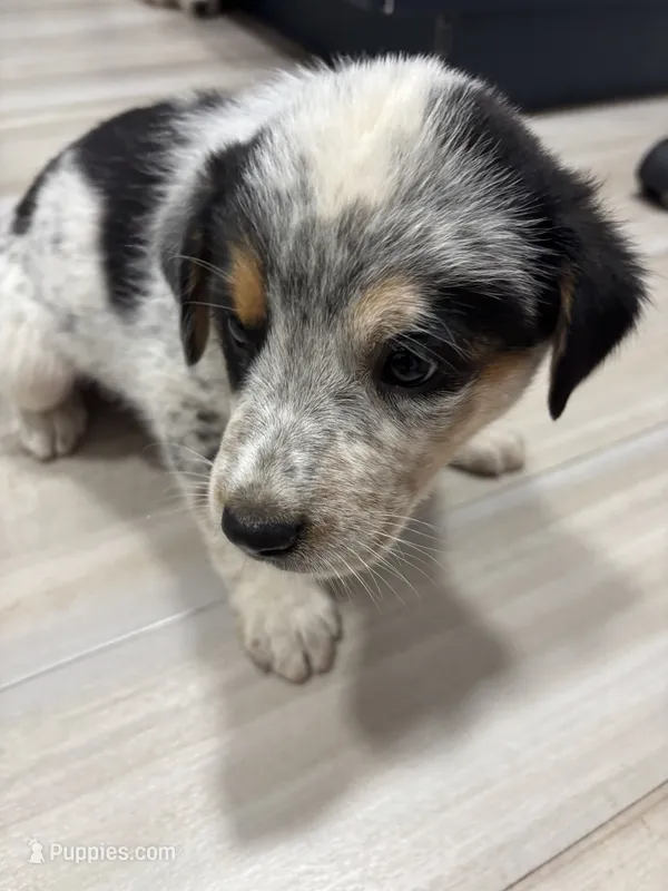 Zoey – Australian Shepherd puppy for sale in Auburn, KY