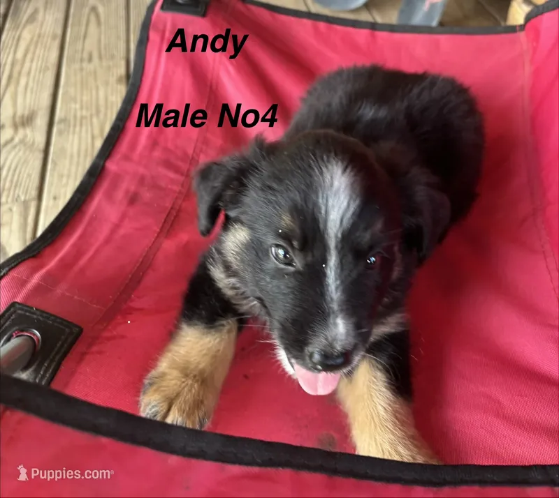 Andy – Australian Shepherd, Border Collie puppy for sale in Guthrie, KY
