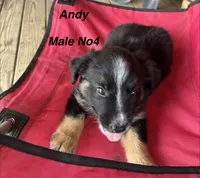 Andy, a male Australian Shepherd and Border Collie for sale in Guthrie, KY – 1 of 1