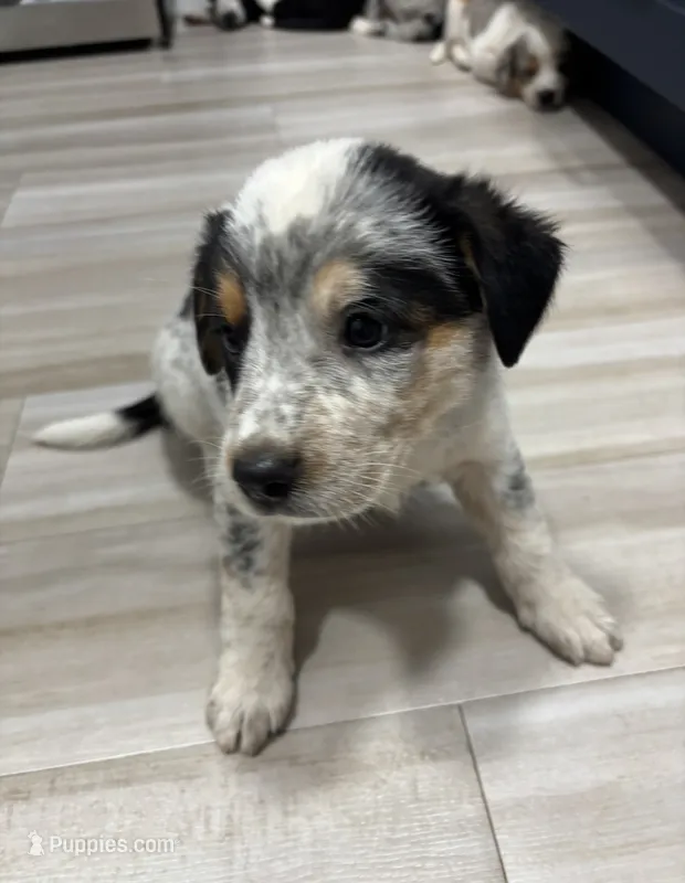 Jake – Australian Shepherd puppy for sale in Auburn, KY