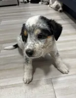 Jake, a male Australian Shepherd for sale in Auburn, KY – 1 of 1