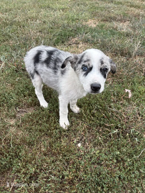 Spot – Border Collie puppy for sale in Auburn, KY