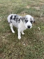 Spot, a male Border Collie for sale in Auburn, KY – 1 of 1
