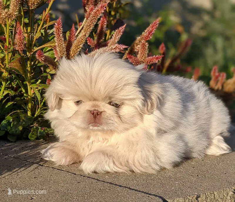 Autumn Rose AKC – Pekingese puppy for sale in Wolcottville, IN