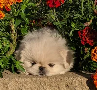 Beau AKC, a male Pekingese for sale in Wolcottville, IN – 2 of 4