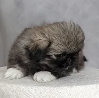 Princess AKC, a female Pekingese for sale in Wolcottville, IN – Photo 2 of 8