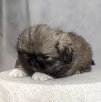 Princess AKC, a female Pekingese for sale in Wolcottville, IN – Photo 6 of 8