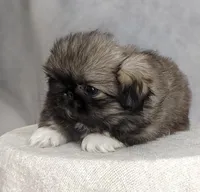 Princess AKC, a female Pekingese for sale in Wolcottville, IN – Photo 4 of 8