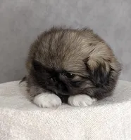 Princess AKC, a female Pekingese for sale in Wolcottville, IN – Photo 3 of 8