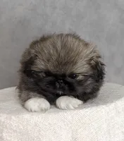 Princess AKC, a female Pekingese for sale in Wolcottville, IN – Photo 5 of 8