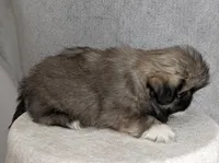 Princess AKC, a female Pekingese for sale in Wolcottville, IN – Photo 7 of 8