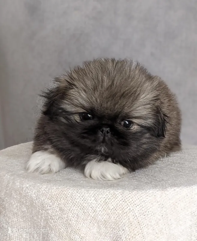 Princess AKC – Pekingese puppy for sale in Wolcottville, IN